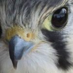 Lake Placid Lodge Visits