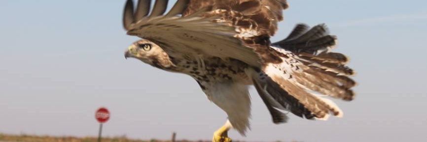 Adirondack Raptors
