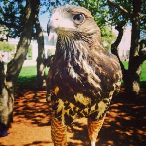 11009170_10153930320324768_6491665895332204528_n