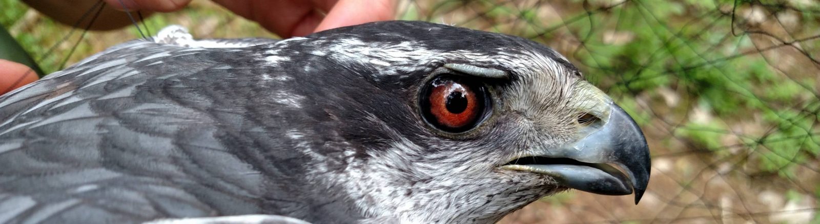 Adirondack Raptors
