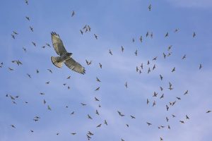 SLU Natural World Class